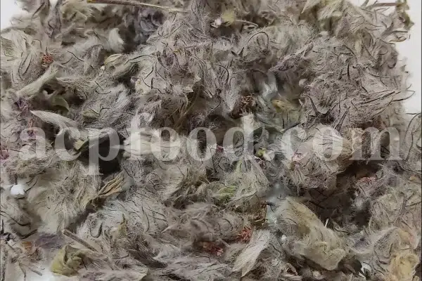 Bulk Persian mountain tea for export showing dried woolly flower clusters and grey-green leaves