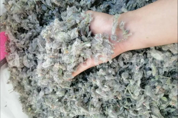 Hand holding dried Persian mountain tea above a larger quantity of the herb