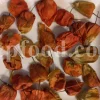 Chinese Lantern for sale. Buy Chinese Lantern. Physalis alkekengi wholesale price. Alkekengi fruit purchase. Alkekengi physalis for sale. Buy Bladder Cherry. Bulk Chinese Lantern Cherry. Ground Cherry Chinese Lantern purchase. Chinese Lantern seedling wholesale price. Physalis alkekengi seeds wholesale price.