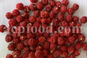Chinese Lantern for sale. Buy Chinese Lantern. Physalis alkekengi wholesale price. Alkekengi fruit purchase. Alkekengi physalis for sale. Buy Bladder Cherry. Bulk Chinese Lantern Cherry. Ground Cherry Chinese Lantern purchase. Chinese Lantern seedling wholesale price. Physalis alkekengi seeds wholesale price.