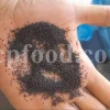 Buy purslane seed. Portulaca oleracea seed price. Common purslane seeds for sale. Pursley seeds wholesale. Portulaca seeds for sale. Duckweed seeds for sale. Portulaca seeds bulk. Buy purslane seeds. Buy portulaca seeds. Khurfa seeds for sale.