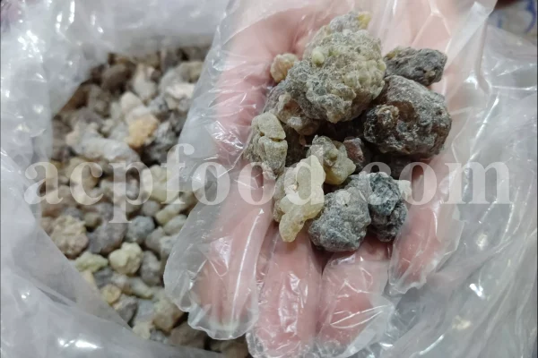 Frankincense wholesale price. Frankincense resin buy. Frankincense resin in bulk. Buy frankincense. Indian frankincense purchase. Boswellia Frankincense wholesale price. Frankincense near me. Boswellia Indian Frankincense. Buy Boswellia serrata olibanum.