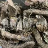 Buy orris root. Dried orris root wholesale. Ground orris root. Buy iris flower root. Orris iris root price. Orris rhizome for sale. Orris root price. Purchase orris root. Rare iris bulbs for sale. Iris bulbs for sale bulk. Buy iris rhizomes.