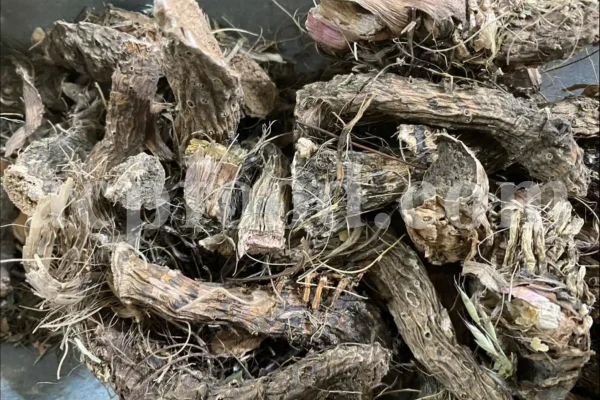 Buy orris root. Dried orris root wholesale. Ground orris root. Buy iris flower root. Orris iris root price. Orris rhizome for sale. Orris root price. Purchase orris root. Rare iris bulbs for sale. Iris bulbs for sale bulk. Buy iris rhizomes.
