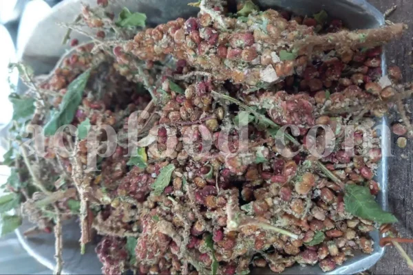 Red Sumac for sale. Buy brown Sumac. Dried Sumac wholesale price. Sumac order. Sumac powder price. Sicilian Sumac in bulk. Sumac Rhus coriaria purchase.