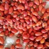 Bulk rose hips for pharmaceutical industries