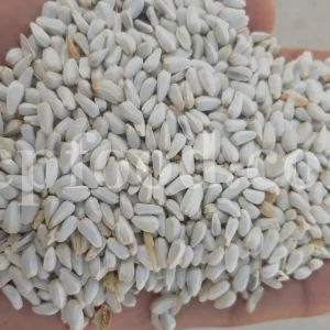 Bulk safflower seeds for export shown in close-up