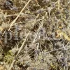 Blaukappe Sea Holly for sale. Buy Eryngium planum big blue. Buy Eryngium planum fluela. Eryngium planum leaves wholesale. Eryngo tea in bulk. Eryngium hobbit purchase. Seaside eryngo for sale.