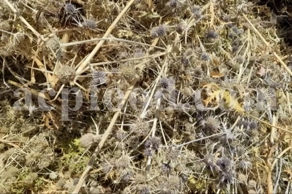 Blaukappe Sea Holly for sale. Buy Eryngium planum big blue. Buy Eryngium planum fluela. Eryngium planum leaves wholesale. Eryngo tea in bulk. Eryngium hobbit purchase. Seaside eryngo for sale.