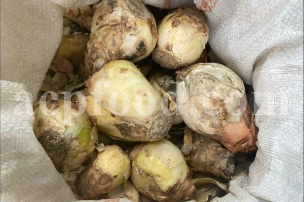 Drimia maritima for sale. Sea onion for sale. Buy sea squill. maritime squill wholesale. Sea squill bulbs for sale.