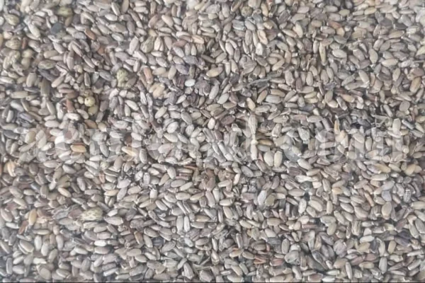 Milk Thistle seed for sale. Buy Milk Thistle seeds. Milk Thistle seeds wholesale price. Bulk Milk Thistle. Organic Milk Thistle seeds. Milk Thistle herbs for sale. Silybum marianum seeds purchase. Buy Blessed Thistle seeds. Cardo Mariano seeds in bulk. Thistle seedling in bulk. Silybum seeds buy. Holy Blessed milk thistle.