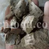 Kuchla seeds for sale. Nux vomica price. Buy nux vomica. Nux vomica seeds for sale. Strychnos nux vomica wholesale. Kuchla price. Bulk kuchila seed.