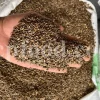 Milk Thistle seed for sale. Buy Milk Thistle seeds. Milk Thistle seeds wholesale price. Bulk Milk Thistle. Organic Milk Thistle seeds. Milk Thistle herbs for sale. Silybum marianum seeds purchase. Buy Blessed Thistle seeds. Cardo Mariano seeds in bulk. Thistle seedling in bulk. Silybum seeds buy. Holy Blessed milk thistle.