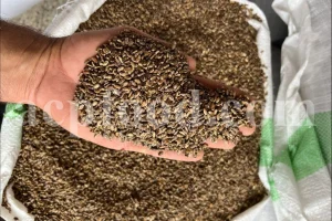Milk Thistle seed for sale. Buy Milk Thistle seeds. Milk Thistle seeds wholesale price. Bulk Milk Thistle. Organic Milk Thistle seeds. Milk Thistle herbs for sale. Silybum marianum seeds purchase. Buy Blessed Thistle seeds. Cardo Mariano seeds in bulk. Thistle seedling in bulk. Silybum seeds buy. Holy Blessed milk thistle.