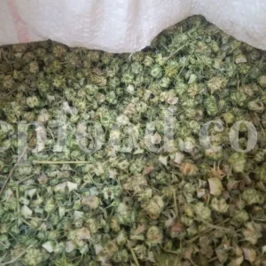Buy Tribulus terrestris. Bulk Tribulus terrestris. Tribulus terrestris for sale. Tribulus terrestris price. Tribulus bulk.