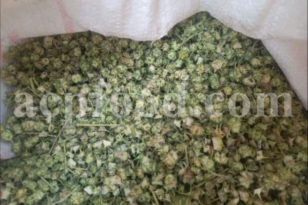 Buy Tribulus terrestris. Bulk Tribulus terrestris. Tribulus terrestris for sale. Tribulus terrestris price. Tribulus bulk.