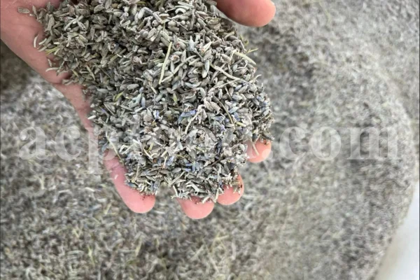 Dried Lavender for sale. Buy dried Lavender. Bulk Lavender. Lavender purchase. Buy Lavender seeds. Lavandula angustifolia for sale. Bulk culinary Lavender. Buy dried Lavender flowers. Buy Lavender to smoke. Lavandula for sale. Lavender to buy dried. English Lavender for sale.