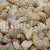 Frankincense wholesale price. Frankincense resin buy. Frankincense resin in bulk. Buy frankincense. Indian frankincense purchase. Boswellia Frankincense wholesale price. Frankincense near me. Boswellia Indian Frankincense. Buy Boswellia serrata olibanum.