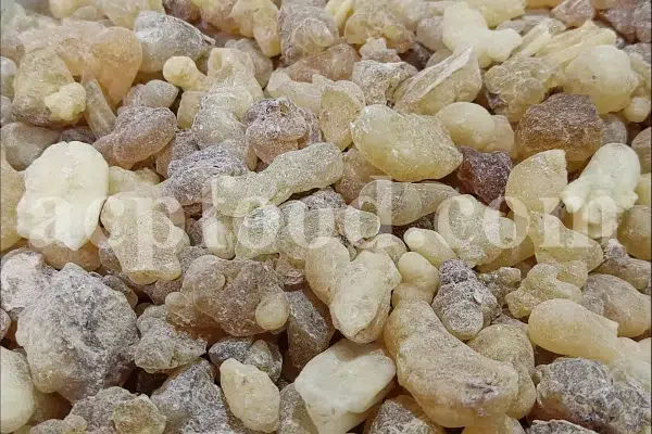 Frankincense wholesale price. Frankincense resin buy. Frankincense resin in bulk. Buy frankincense. Indian frankincense purchase. Boswellia Frankincense wholesale price. Frankincense near me. Boswellia Indian Frankincense. Buy Boswellia serrata olibanum.