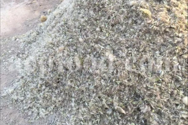 Milk Thistle seed for sale. Buy Milk Thistle seeds. Milk Thistle seeds wholesale price. Bulk Milk Thistle. Organic Milk Thistle seeds. Milk Thistle herbs for sale. Silybum marianum seeds purchase. Buy Blessed Thistle seeds. Cardo Mariano seeds in bulk. Thistle seedling in bulk. Silybum seeds buy. Holy Blessed milk thistle.