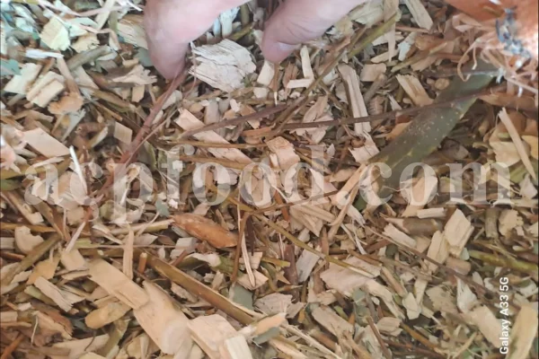 Bulk white willow bark. White willow bark for sale. Willow bark wholesale. White willow bark bulk. Purchase dried white willow bark. Salix alba willow bark wholesale. The willow's bark in bulk. Weeping willow white bark. White willow bark salix alba. White willow leaves for sale. Salix alba leaf price. Salix alba leaves wholesale. White willow tree leaves.