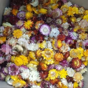 Dried strawflower heads in yellow, orange, cream and pink on a white background