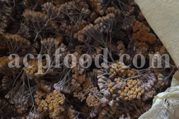 Yarrow for sale. Buy common yarrow. Bloodwort wholesale. Milfoil price. Dried yarrow for sale. Yarrow price. Dried yarrow flowers for sale. Yarrow tea where to buy. Achillea dried for sale. Buy yarrow tea. Bulk milfoil yarrow tea. White yarrow tea in bulk. Yarrow plant tea purchase. Milfoil tea price.