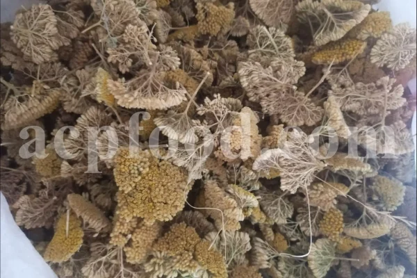 Yarrow for sale. Buy common yarrow. Bloodwort wholesale. Milfoil price. Dried yarrow for sale. Yarrow price. Dried yarrow flowers for sale. Yarrow tea where to buy. Achillea dried for sale. Buy yarrow tea. Bulk milfoil yarrow tea. White yarrow tea in bulk. Yarrow plant tea purchase. Milfoil tea price.