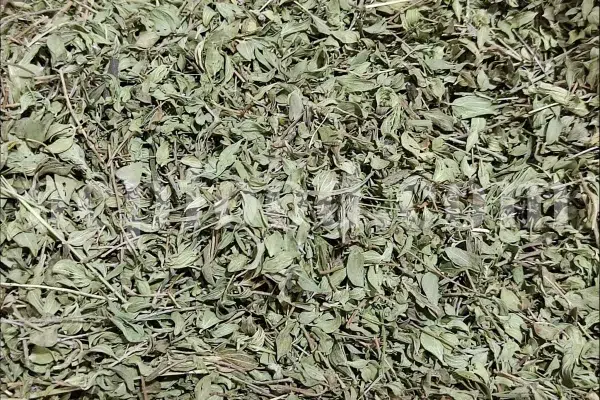 Persian Zizizphora for sale. Bulk Ziziphora tenuior dried leaves. Buy Persian Ziziphora. Ziziphora tenuior dried leaves wholesale price.