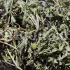 Persian Zizizphora for sale. Bulk Ziziphora tenuior dried leaves. Buy Persian Ziziphora. Ziziphora tenuior dried leaves wholesale price.