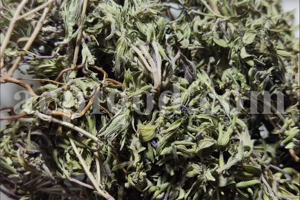 Persian Zizizphora for sale. Bulk Ziziphora tenuior dried leaves. Buy Persian Ziziphora. Ziziphora tenuior dried leaves wholesale price.