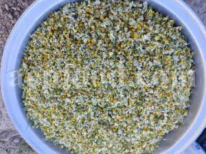 Dried chamomile for sale. Chamomile for sale. Buy chamomile. Bulk chamomile. Bulk chamomile tea. Dried chamomile flowers wholesale price. Buy chamomile tea. Dried chamomile flowers bulk.