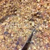 Natural Ferula persica gum resin pieces