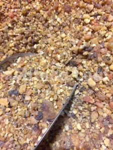 Bulk Ferula Persica Gum for sale. Sagapenum in bulk. Ferula persica resin wholesale price. Sagapenum purchase.