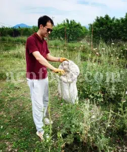 Milk Thistle seed for sale. Buy Milk Thistle seeds. Milk Thistle seeds wholesale price. Bulk Milk Thistle. Organic Milk Thistle seeds. Milk Thistle herbs for sale. Silybum marianum seeds purchase. Buy Blessed Thistle seeds. Cardo Mariano seeds in bulk. Thistle seedling in bulk. Silybum seeds buy. Holy Blessed milk thistle.
