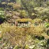 High Quality Aromatic Heracleum Persicum Seeds for sale. Bulk Persian Hogweed. Buy Angelica Seeds with the Best Price. Angelica Golpar for sale.