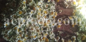 Dried chamomile for sale. Chamomile for sale. Buy chamomile. Bulk chamomile. Bulk chamomile tea. Dried chamomile flowers wholesale price. Buy chamomile tea. Dried chamomile flowers bulk.