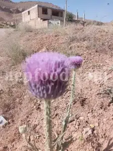 Milk Thistle seed for sale. Buy Milk Thistle seeds. Milk Thistle seeds wholesale price. Bulk Milk Thistle. Organic Milk Thistle seeds. Milk Thistle herbs for sale. Silybum marianum seeds purchase. Buy Blessed Thistle seeds. Cardo Mariano seeds in bulk. Thistle seedling in bulk. Silybum seeds buy. Holy Blessed milk thistle.