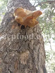 Buy Agarikon. Agarikon mushroom for sale. Agarikon Fomitopsis officinalis wholesale price. Mushroom Agarikon purchase. Bulk Agarikon fungus.