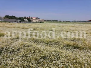 Dried chamomile for sale. Chamomile for sale. Buy chamomile. Bulk chamomile. Bulk chamomile tea. Dried chamomile flowers wholesale price. Buy chamomile tea. Dried chamomile flowers bulk.