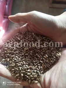 Milk Thistle seed for sale. Buy Milk Thistle seeds. Milk Thistle seeds wholesale price. Bulk Milk Thistle. Organic Milk Thistle seeds. Milk Thistle herbs for sale. Silybum marianum seeds purchase. Buy Blessed Thistle seeds. Cardo Mariano seeds in bulk. Thistle seedling in bulk. Silybum seeds buy. Holy Blessed milk thistle.