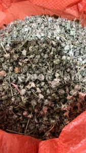 Buy Tribulus terrestris. Bulk Tribulus terrestris. Tribulus terrestris for sale. Tribulus terrestris price. Tribulus bulk.