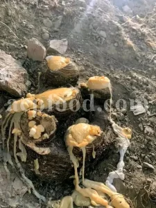 Buy Asafetida Hing. Ferula assa gum for sale. Hing wholesale price. Best quality Asafoetida. Kokh Asafetida for sale.