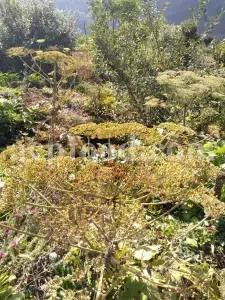 High Quality Aromatic Heracleum Persicum Seeds for sale. Bulk Persian Hogweed. Buy Angelica Seeds with the Best Price. Angelica Golpar for sale.