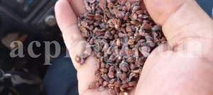 Quince seeds for sale. Bulk Bahi Dana seeds. Cydonia oblonga seeds wholesale price. Buy Quince fruit seeds. Beh Daneh purchase.