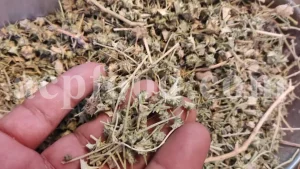 Buy Tribulus terrestris. Bulk Tribulus terrestris. Tribulus terrestris for sale. Tribulus terrestris price. Tribulus bulk.