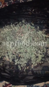 Dried Maidenhair Fern for sale. Adiantum capillus veneris dried leaves wholesale price. Buy Maiden Hair Fern dry leaves. Adiantum capillus veneris for sale. Bulk Maidenhair Fern adiantum capillus veneris.
