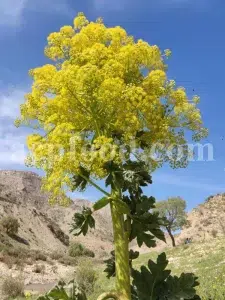 Buy Asafetida Hing. Ferula assa gum for sale. Hing wholesale price. Best quality Asafoetida. Kokh Asafetida for sale.