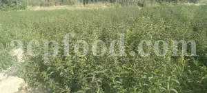 Dried Peppermint leaves for sale. Bulk peppermint leaves. Buy dried mint leaves. Peppermint tea leaves wholesale price. Organic peppermint tea loose leaf in bulk.