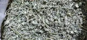 Buy Tribulus terrestris. Bulk Tribulus terrestris. Tribulus terrestris for sale. Tribulus terrestris price. Tribulus bulk.